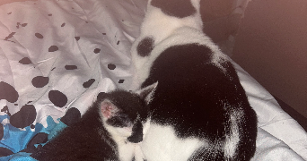 amaelle pet sitter à WALDWISSE 57480_5