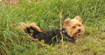 gisele dog sitter à GENTE 16130_1