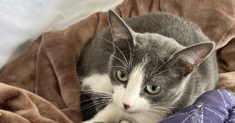 mounia pet sitter à PONTOISE 95300_1