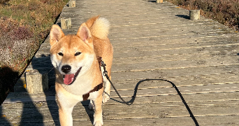 ileanna pet sitter à MIRAMONT DE GUYENNE 47800_1