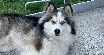 astride pet sitter à LUSSAT 63360_8