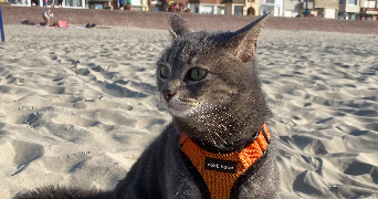 clara pet sitter à BRAY DUNES 59123_1