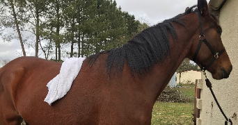 alicia pet sitter à Castelnau-de-Médoc 33480_5