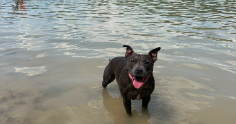 jenifer pet sitter à TOULON 83000_2