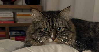 alexia pet sitter à BOURGUEBUS 14540_2