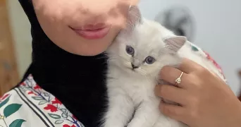 hayet pet sitter à LAUNAGUET 31140
