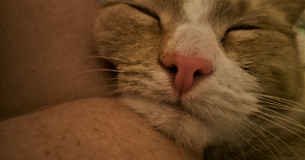 aurelie pet sitter à BAN DE LAVELINE 88520_2