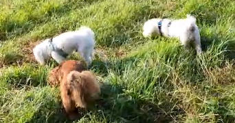 cyrielle pet sitter à MARGNY LES COMPIEGNE 60280_1