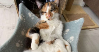 flora pet sitter à SCIONZIER 74950_1