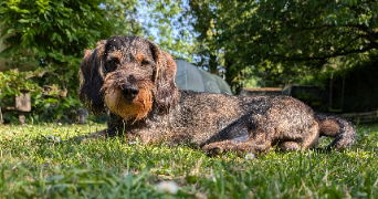 sidonie pet sitter à CARVIN 62220_3