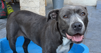 maëva pet sitter à ORANGE 84100_5