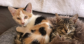 lea pet sitter à LANGON 33210_1