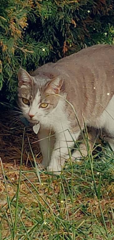 jennifer pet sitter à Marcilly-la-Campagne 27320_5