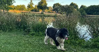 sarah pet sitter à VALLAURIS 06220