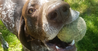 laure pet sitter à BUCY LE ROI 45410_2