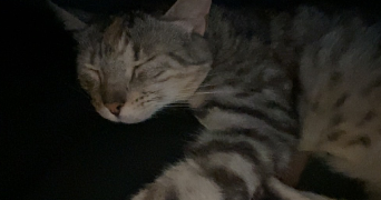 melanie pet sitter à Castillon débats  32190_3