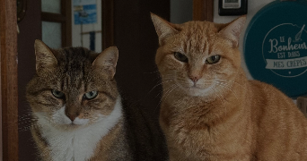louane pet sitter à MACHECOUL ST MEME 44270_5