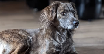 sandrine pet sitter à LUSIGNY SUR BARSE 10270_2