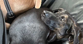 esther pet sitter à AURIBEAU SUR SIAGNE 06810_12