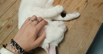 angèle pet sitter à WASQUEHAL 59290_3