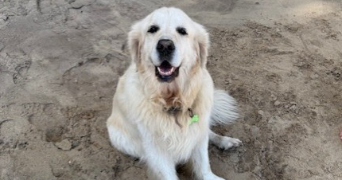 paul pet sitter à ORLEANS 45000_2