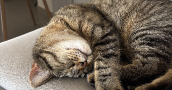 arnaud pet sitter à OBERNAI 67210_4