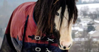 Vanessa pet sitter à Fontenay-Saint-Père 78440_4