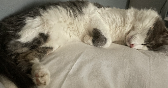 jeanne pet sitter à CHAMPIGNY EN ROCHEREAU 86170_3