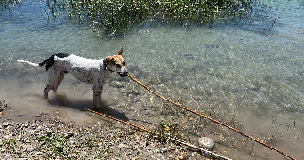 julie pet sitter à ST MARTIN DE CRAU 13310_1