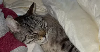 justine pet sitter à NANCY 54000