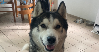 eugenie pet sitter à JOUY SUR EURE 27120_5