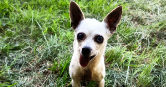 tatiana pet sitter à CAMARET SUR AIGUES 84850_3