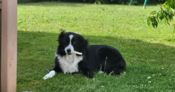 stérenn pet sitter à PLUGUFFAN 29700_6