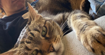 nikita pet sitter à MONDONVILLE 31700_1