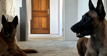 malani pet sitter à MONTBOUCHER SUR JABRON 26740_1