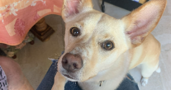clara pet sitter à CHAMPIGNY SUR MARNE 94500_2