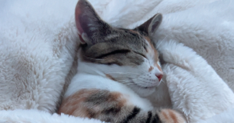 anaelle pet sitter à CHATEAU GONTIER SUR MAYENNE 53200_4
