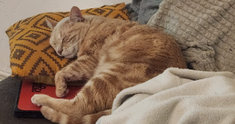 diane pet sitter à NEUILLY SUR MARNE 93330_1