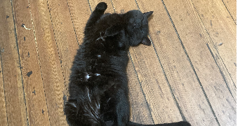 jeanne cat sitter à PARIS 05 75005_8