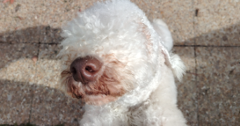 david pet sitter à MAGNY EN VEXIN 95420_7