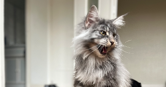 cedric pet sitter à RIOM 63200_0