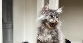 cedric pet sitter à RIOM 63200