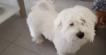 sabrina pet sitter à BEAUPREAU EN MAUGES 49600
