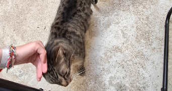 marie pet sitter à TOURNEFEUILLE 31170_5