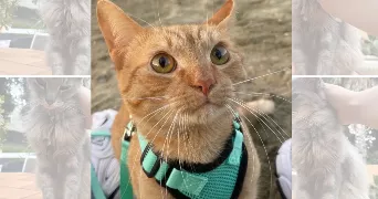 chjara pet sitter à BASTIA 20200