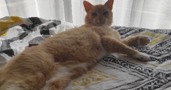 guillard pet sitter à ST NAZAIRE 44600_4