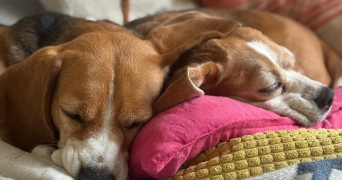 jennifer pet sitter à VILLIERS SUR MARNE 94350_16