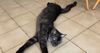 clara pet sitter à ST LAURENT DU VAR 06700_4