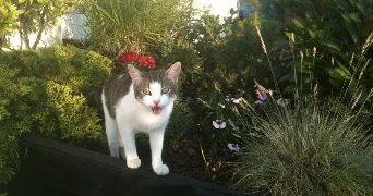 cécile pet sitter à NOISY LE GRAND 93160