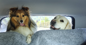 marine pet sitter à HAUCOURT MOULAINE 54860_3